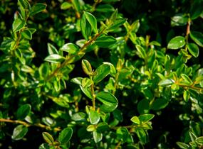 Skalník 'Little Beauty' - Cotoneaster x suecicus 'Little Beauty'