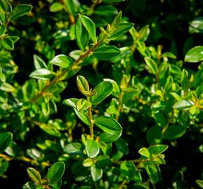 Skalník 'Little Beauty' - Cotoneaster x suecicus 'Little Beauty'