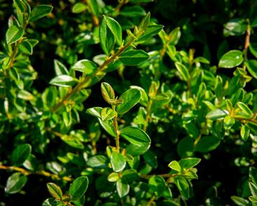 Skalník 'Little Beauty'