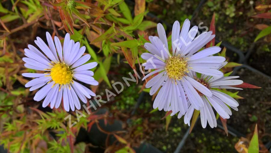 Hvězdnice novobelgická - Aster novi-belgii