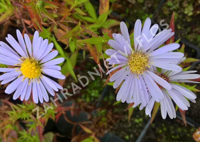 Hvězdnice novobelgická - Aster novi-belgii