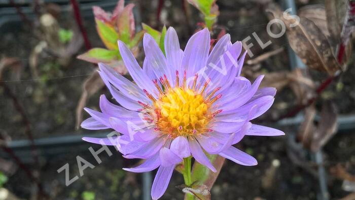 Hvězdnice novobelgická 'Rosa' - Aster novi-belgii 'Rosa'