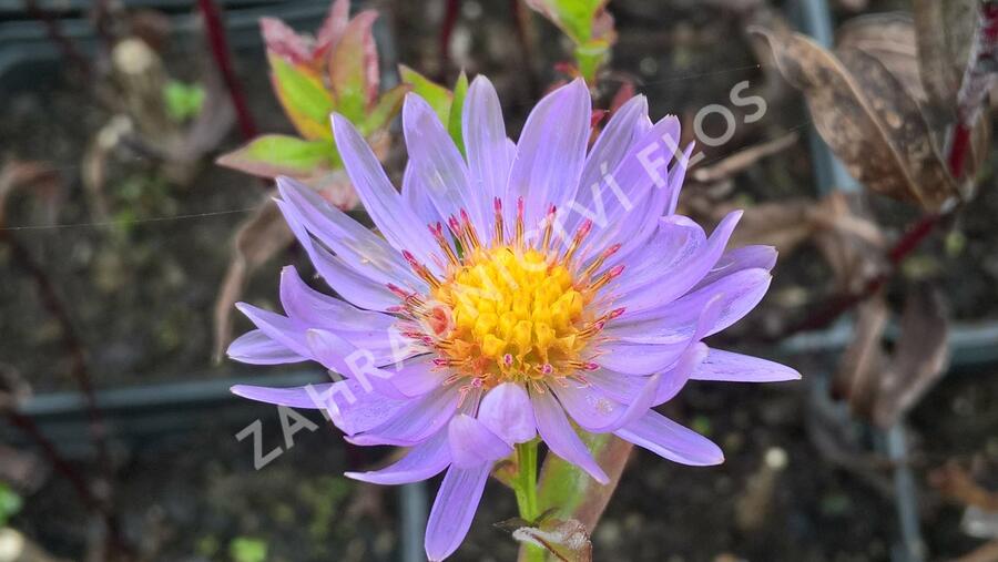 Hvězdnice novobelgická 'Rosa' - Aster novi-belgii 'Rosa'