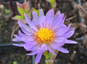 Hvězdnice novobelgická 'Rosa' - Aster novi-belgii 'Rosa'