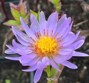 Hvězdnice novobelgická 'Rosa' - Aster novi-belgii 'Rosa'