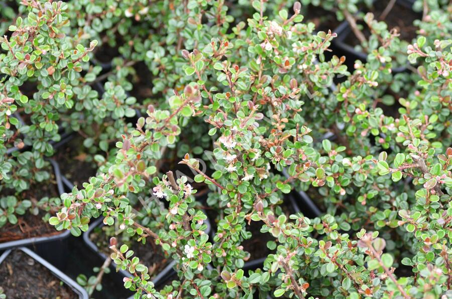 Skalník - Cotoneaster cochleatus