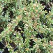 Skalník - Cotoneaster cochleatus