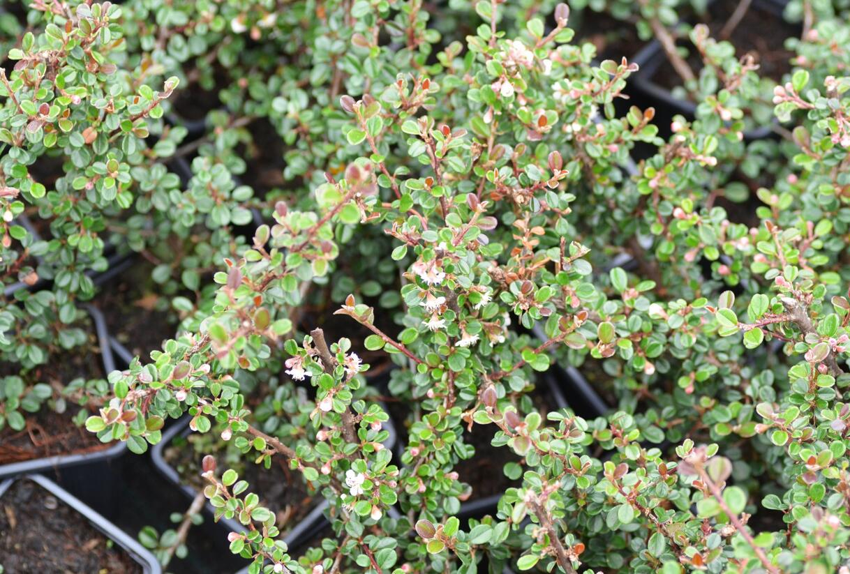 Skalník - Cotoneaster cochleatus