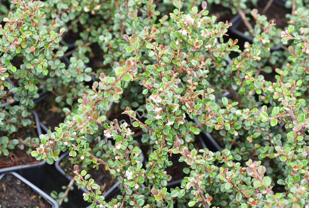 Skalník - Cotoneaster cochleatus