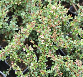 Skalník - Cotoneaster cochleatus