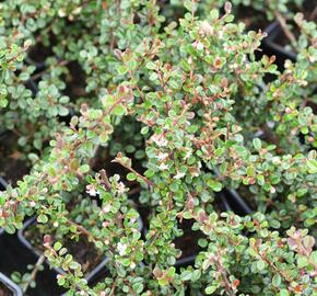 Skalník - Cotoneaster cochleatus