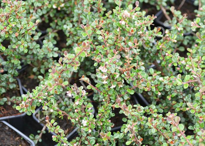 Skalník - Cotoneaster cochleatus