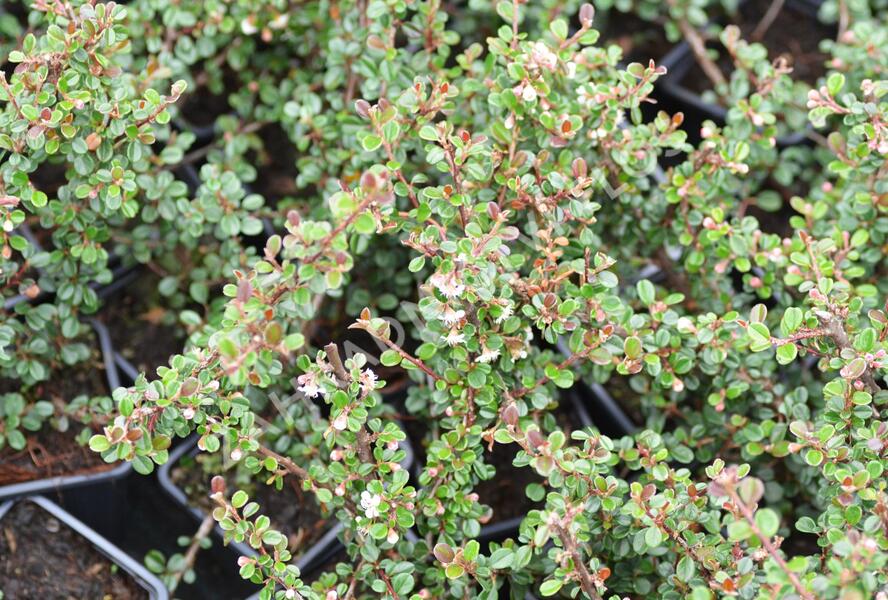 Skalník - Cotoneaster cochleatus