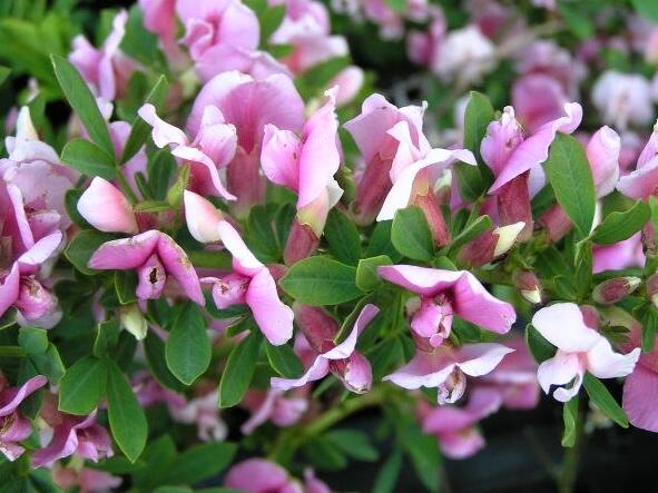 Čilimník nachový - Cytisus purpureus