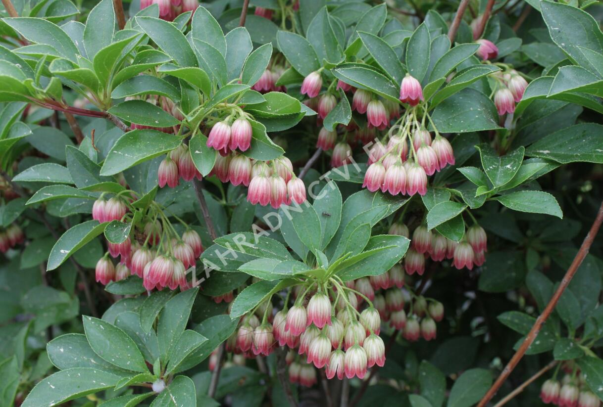 Zvonkovec, datyně zvonkovitá - Enkianthus campanulatus