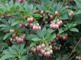 Zvonkovec, datyně zvonkovitá - Enkianthus campanulatus