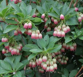 Datyně zvonkovitá - Enkianthus campanulatus