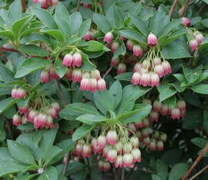 Datyně zvonkovitá - Enkianthus campanulatus