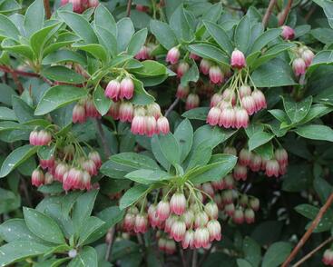 Zvonkovec, datyně zvonkovitá