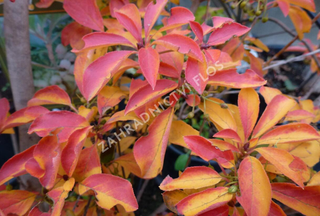 Zvonkovec, datyně zvonkovitá - Enkianthus campanulatus