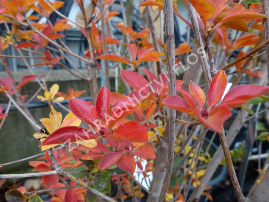 Datyně zvonkovitá - Enkianthus campanulatus