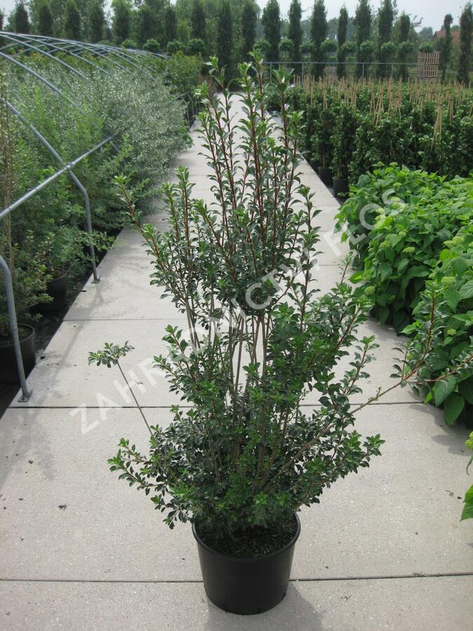 Datyně zvonkovitá - Enkianthus campanulatus