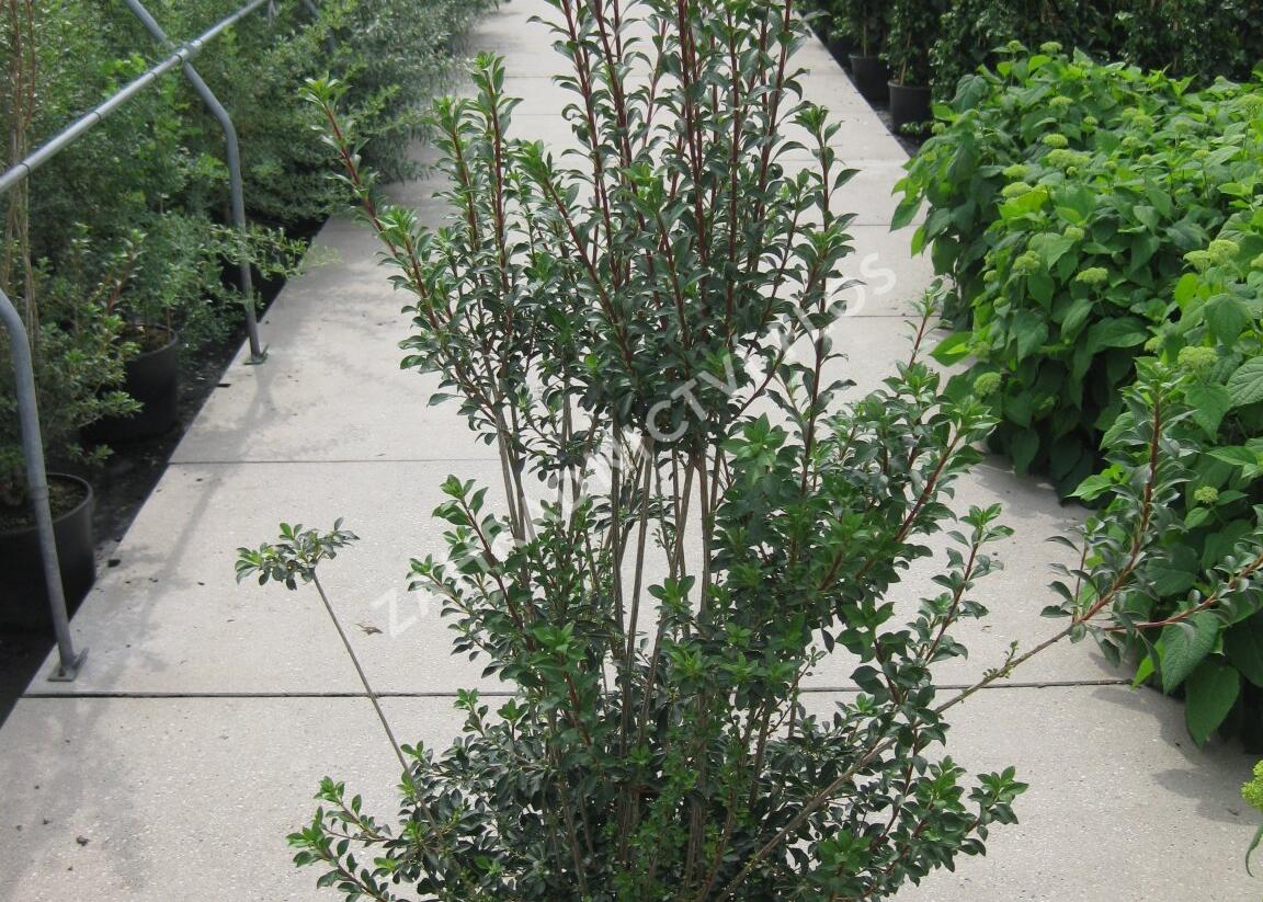 Zvonkovec, datyně zvonkovitá - Enkianthus campanulatus
