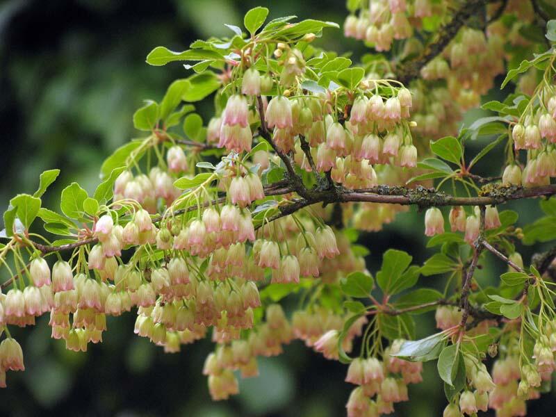 Zvonkovec, datyně zvonkovitá - Enkianthus campanulatus