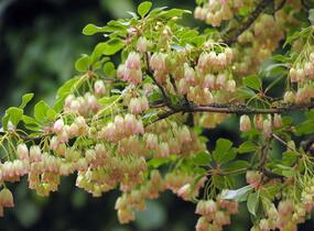 Zvonkovec, datyně zvonkovitá - Enkianthus campanulatus