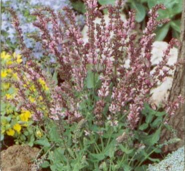 Šalvěj hajní 'Rose Queen' - Salvia nemorosa 'Rose Queen'