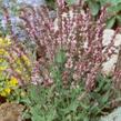 Šalvěj hajní 'Rose Queen' - Salvia nemorosa 'Rose Queen'