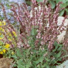 Šalvěj hajní 'Rose Queen' - Salvia nemorosa 'Rose Queen'