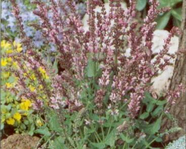 Šalvěj hajní 'Rose Queen'