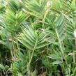 Bambus 'Distichus' - Pleioblastus pygmaeus 'Distichus'