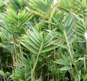 Bambus 'Distichus' - Pleioblastus pygmaeus 'Distichus'