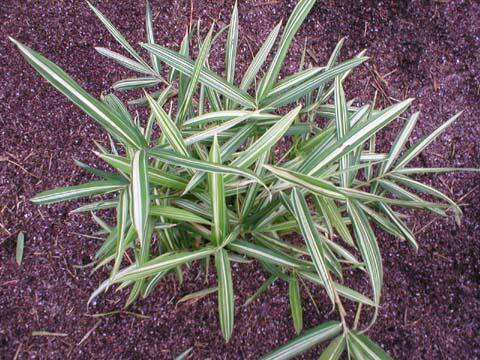 Bambus 'Variegata' - Pleioblastus fortunei 'Variegata'