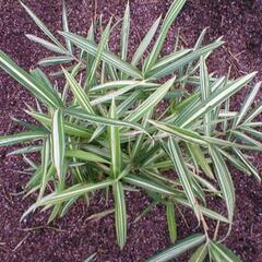 Bambus 'Variegata' - Pleioblastus fortunei 'Variegata'