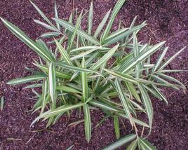 Bambus 'Variegata'