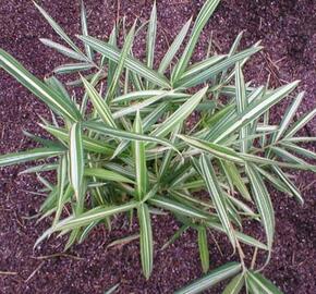 Bambus 'Variegata' - Pleioblastus fortunei 'Variegata'