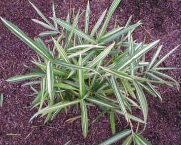Bambus 'Variegata'