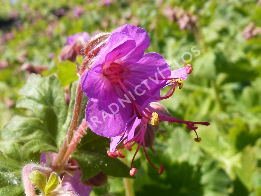 Kakost kantabrijský - Geranium x cantabrigiense