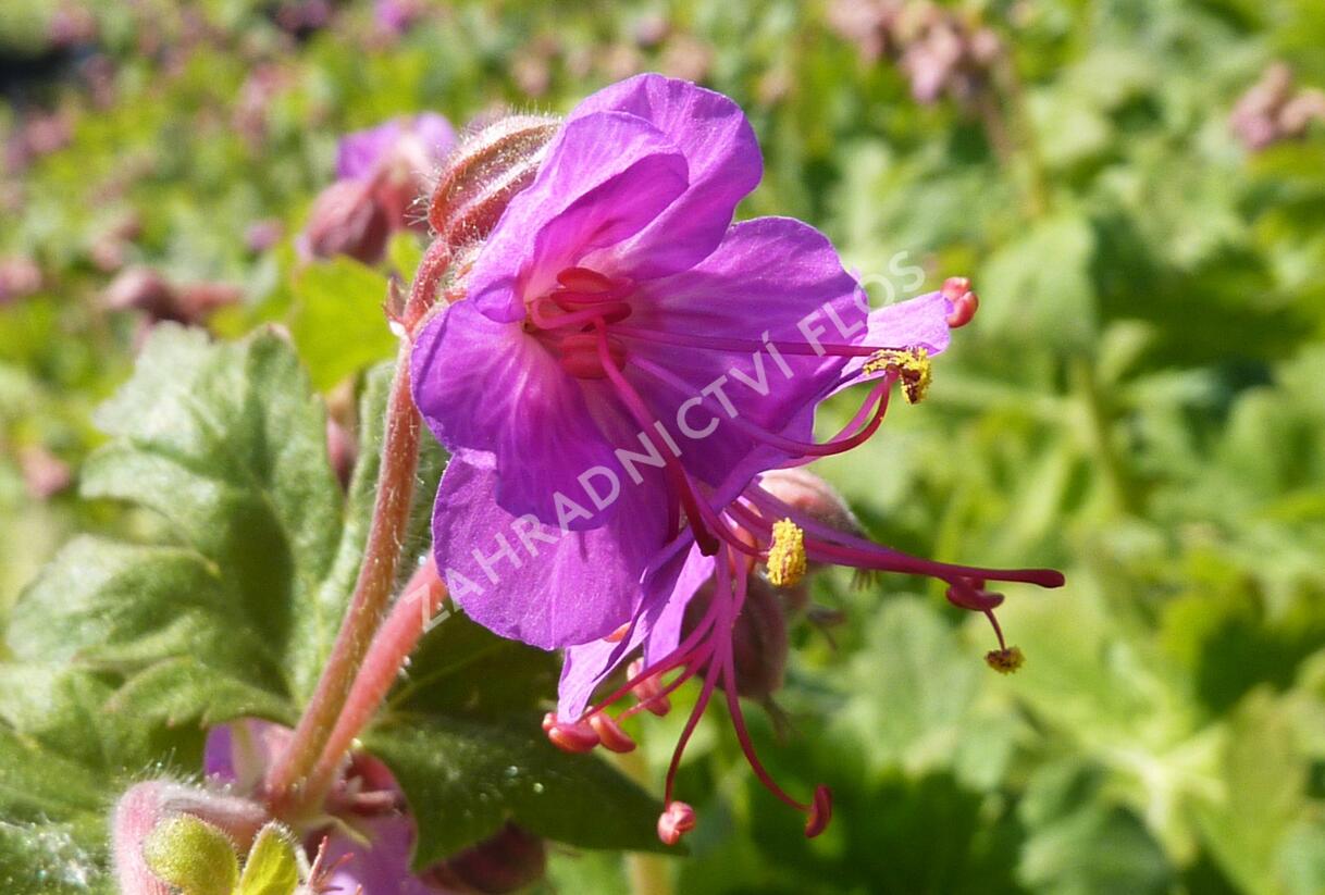 Kakost kantabrijský - Geranium x cantabrigiense