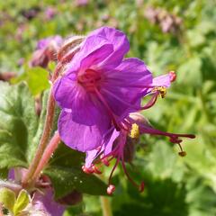 Kakost kantabrijský - Geranium x cantabrigiense