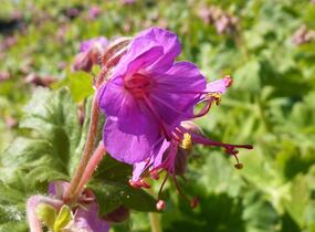 Kakost kantabrijský - Geranium x cantabrigiense