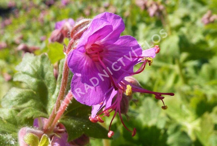 Kakost kantabrijský - Geranium x cantabrigiense
