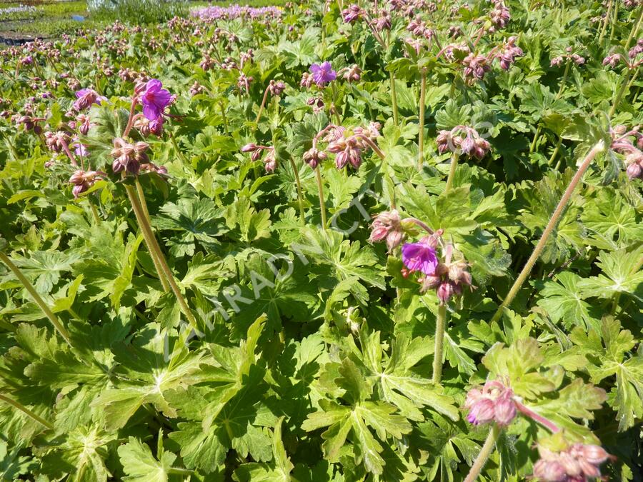 Kakost kantabrijský - Geranium x cantabrigiense