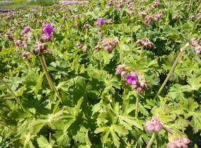 Kakost kantabrijský - Geranium x cantabrigiense