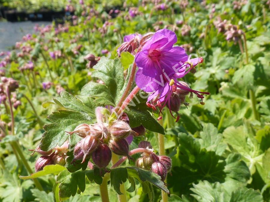 Kakost kantabrijský - Geranium x cantabrigiense