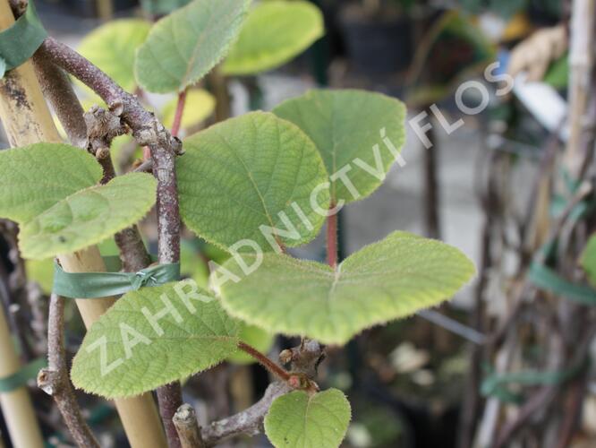 Aktinidie lahodná, kiwi - samčí 'Atlas' - Actinidia deliciosa 'Atlas'