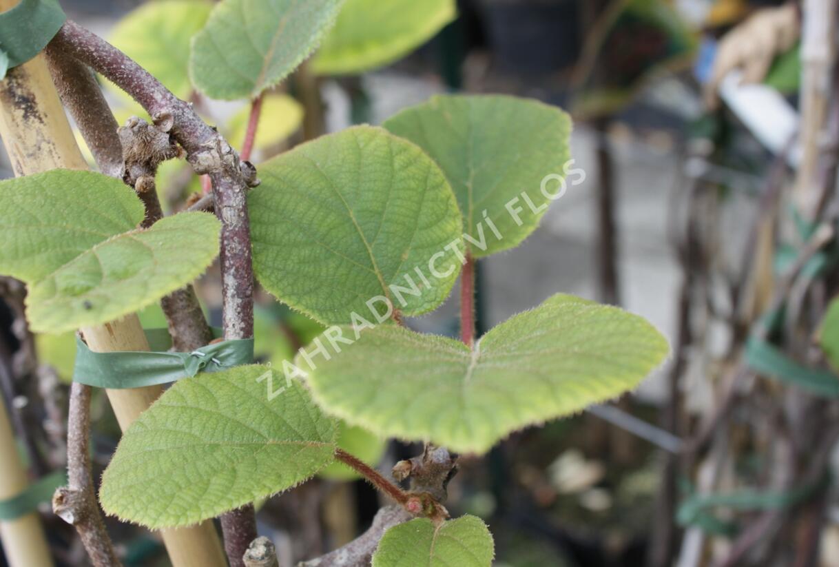 Aktinidie lahodná, kiwi - samčí 'Atlas' - Actinidia deliciosa 'Atlas'